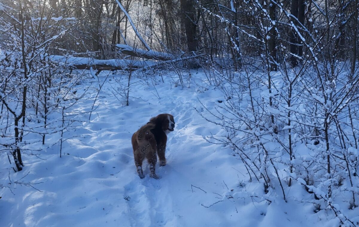 Spaziergang im Winterwald: Naturnah leben mit Hund.